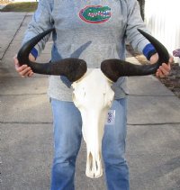 27 inch wide B-Grade Blue Wildebeest Skull - You are buying the skull shown for $105 (Damage/cracks to back of skull, missing some teeth)