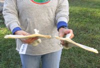 Matching set of Real XL Kudu Shoulder Blade/Scapula bones 16 inches - $39
