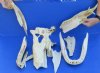 One Box of Florida Alligator skull pieces (Alligator mississippiensis) - You will receive the gator skull pieces pictured for $20