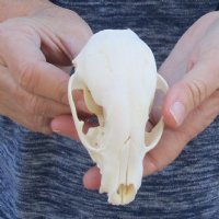 Raccoon Skull measuring 4 inches long and 2-1/2 wide for $30 