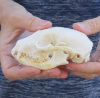 Raccoon Skull measuring 4 inches long and 2-1/2 wide for $30 