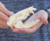 Opossum Skull 4 inches long and 2 inches wide - You are buying the skull pictured for $40.00