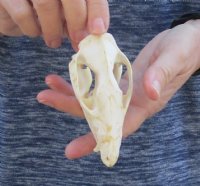 Opossum Skull 4 inches long and 2 inches wide - You are buying the skull pictured for $40.00