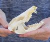 Opossum Skull 5 inches long and 2-1/4 inches wide - You are buying the skull pictured for $40.00
