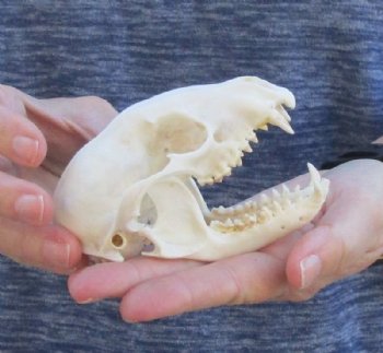 Raccoon Skull measuring 4-1/2 inches long and 3 wide for $30 