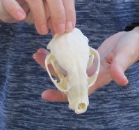 Raccoon Skull measuring 4 inches long and 3 wide  for $30 