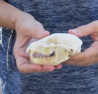 Raccoon Skull measuring 4 inches long and 3 wide  for $30 