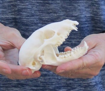 Raccoon Skull measuring 4-1/2 inches long and 2-1/2 wide for $30 