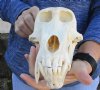 B-Grade 9 inch Male Chacma Baboon Skull for Sale (CITES 084969) - You are buying this skull pictured for $250.00  (Missing tooth)