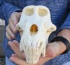 Slight B-Grade 9-1/4 inch Male Chacma Baboon Skull for Sale (CITES 084969) - You are buying this skull pictured for $300.00  (tooth) (Signature Required)