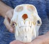B-Grade 7-3/4 inch Male Chacma Baboon Skull for Sale (CITES 084969) - You are buying this skull pictured for $300.00  (Discoloration) (Signature Required)