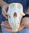 B-Grade 7-3/4 inch Male Chacma Baboon Skull for Sale (CITES 084969) - You are buying this skull pictured for $200.00 (over processing damage around teeth)