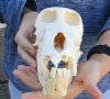 C-Grade 8-1/2 inch Male Chacma Baboon Skull for Sale (CITES 084969) - You are buying this skull pictured for $200.00  (Damaged skull, missing teeth and weather worn)