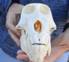 Slight B-Grade 8-1/4 inch Male Chacma Baboon Skull for Sale (CITES 084969) - You are buying this skull pictured for $300.00  (Chip above tooth)(Signature Required)