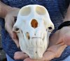 Slight B-Grade 8 inch Male Chacma Baboon Skull for Sale (CITES 084969) - You are buying this skull pictured for $300.00 (Signature Required) (missing front tooth)