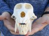 B-Grade 9 inch Male Chacma Baboon Skull for Sale (CITES 084969) - You are buying this skull pictured for $300.00  (Missing teeth)(Signature Required)