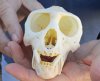 B-Grade Male African vervet monkey skull, chlorocebus pygerythurs, 4-1/2 inches Long by 2-3/4 inches Wide - You are buying the monkey skull pictured for $110 (Cites #084969) (missing teeth)