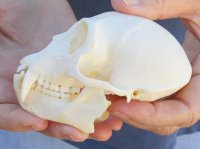 B-Grade Male African vervet monkey skull, chlorocebus pygerythurs, 4-1/4 inches Long by 2-1/2 inches Wide - You are buying the monkey skull pictured for $110 (Cites #084969) (missing teeth)