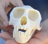 B-Grade Male African vervet monkey skull, chlorocebus pygerythurs, 4-1/4 inches Long by 2-3/4 inches Wide - You are buying the monkey skull pictured for $110 (Cites #084969) (missing teeth and hole)