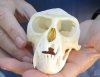 C-Grade Male African vervet monkey skull, chlorocebus pygerythurs, 4-1/4 inches Long by 2-3/4 inches Wide - You are buying the monkey skull pictured for $95 (Cites #084969)  (missing teeth and damage to skull)