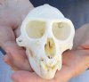 B-Grade Male African vervet monkey skull, chlorocebus pygerythurs, 4-1/4 inches Long by 2-3/4 inches Wide - You are buying the monkey skull pictured for $110 (Cites #084969) (missing teeth and damage to skull)