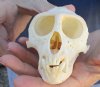 A-Grade Male African vervet monkey skull, chlorocebus pygerythurs, 4-1/4 Long by 2-3/4 Wide - You are buying the monkey skull pictured for $130 (Cites #084969)