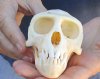 Slight B-Grade Male African vervet monkey skull, chlorocebus pygerythurs, 4-1/4 inches Long by 2-1/2 inches Wide - You are buying the monkey skull pictured for $130 (Cites #084969)  (hole)