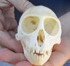 A-Grade Female African vervet monkey skull, chlorocebus pygerythurs, 3-3/4 inches Long by 2-1/4 inches Wide - You are buying the monkey skull pictured for $110 (Cites #084969)