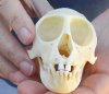 Slight B-Grade Female African vervet monkey skull, chlorocebus pygerythurs, 4 inches Long by 2-1/4 inches Wide - You are buying the monkey skull pictured for $100 (Cites #084969)  (missing teeth)