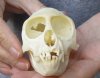 Slight B-Grade Female African vervet monkey skull, chlorocebus pygerythrus, 3-1/2" Long - You are buying the monkey skull pictured for $100 (Cites #084969) 