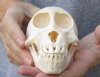 A-Grade 5 inch Juvenile Chacma Baboon Skull for Sale (CITES 084969) - You are buying this skull pictured for $135.00 