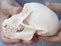 A-Grade 4-3/4 inch Juvenile Chacma Baboon Skull for Sale (CITES 084969) - You are buying this skull pictured for $135.00 
