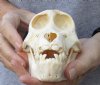 Slight B-Grade 5-1/2 inch Juvenile Chacma Baboon Skull for Sale (CITES 084969) - You are buying this skull pictured for $125.00 