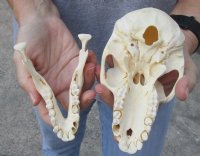 B-Grade 6-1/2 inch Female Chacma Baboon Skull for Sale (CITES 084969) - You are buying this skull pictured for $165.00 (missing few teeth)