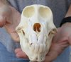 B-Grade 7 inch Sub-Adult Chacma Baboon Skull for Sale (CITES 084969) - You are buying this skull pictured for $140.00 (missing teeth)