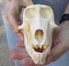 B-Grade 6-3/4 inch Female Chacma Baboon Skull for Sale (CITES 084969) - You are buying this skull pictured for $165.00 (missing few teeth)