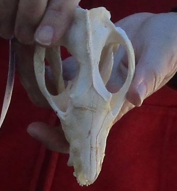 Opossum Skull 4-1/2 inches long and 2-1/2 inches wide (semi-white) for $40.00