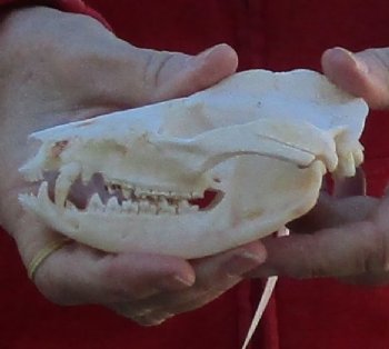 Opossum Skull 4-1/2 inches long and 2-1/2 inches wide (semi-white) for $40.00