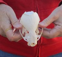 North American River Otter Skull 4 inches long (missing front teeth) - You are buying this one for $30