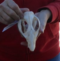 Opossum Skull 5-1/4 inches long and 3 inches wide - You are buying the skull pictured for $40.00