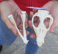 Opossum Skull 5-1/4 inches long and 3 inches wide - You are buying the skull pictured for $40.00