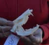 Opossum Skull 4-1/2 inches long and 2-1/2 inches wide (brown on skull) - You are buying the skull pictured for $40.00
