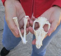 Opossum Skull 4-1/2 inches long and 2-1/2 inches wide (brown on skull) - You are buying the skull pictured for $40.00