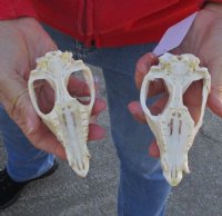 2 Piece Lot of Opossum TOP Skulls ONLY  4-1/2 inches long and 2-1/2 inches wide - You are buying the skull pictured for $50.00