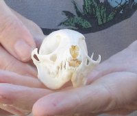 3-1/4 inch South African spotted Genet skull - You are buying the genet skull pictured for $50