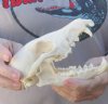 6-1/2 inch African black backed jackal skull (canis mesomelas) - you are buying the jackal skull pictured for $60 