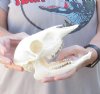 Female Grey Duiker Skull and mandible  - measuring 7 inches - you are buying the Grey Duiker skull pictured for $65.00 