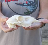 Grey Duiker TOP Skull 7-1/4 inches for $50.00 