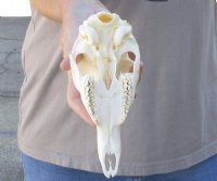 Grey Duiker TOP Skull 7-1/4 inches for $50.00 