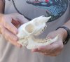 Female Steenbok Skull with mandible measuring 5 inches long - You are buying the Steenbok skull and mandible pictured for $60.00